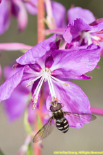 bee on fireweed